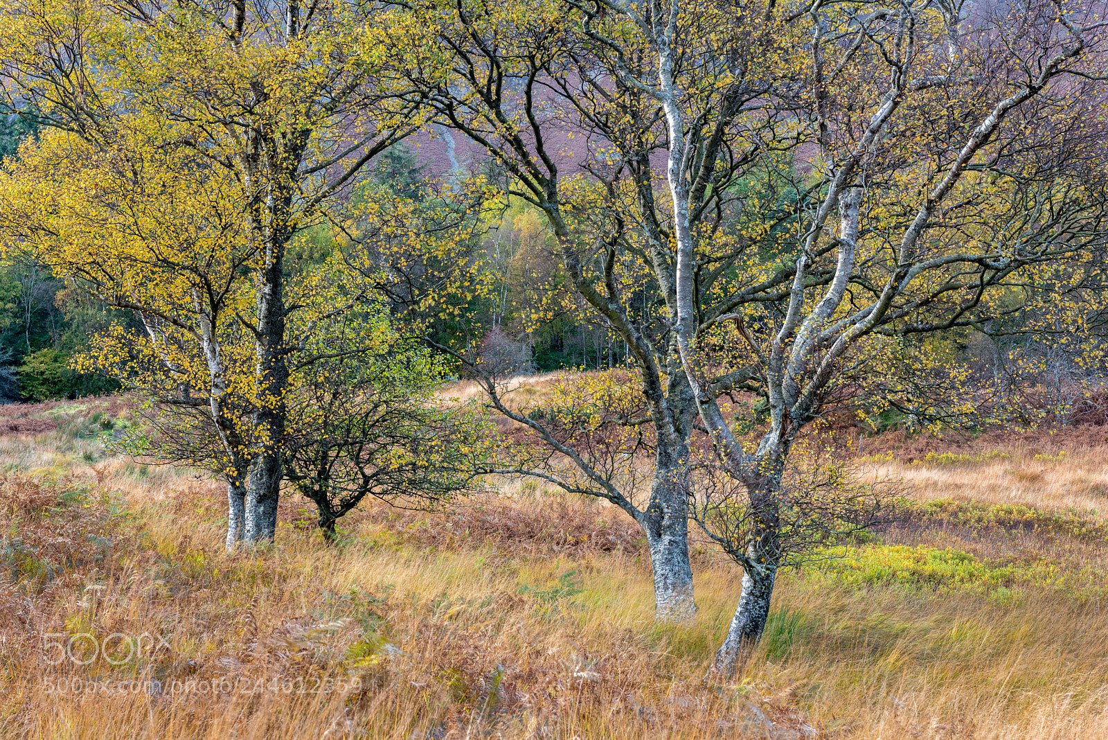 Nikon D810 sample photo. Autumnal birches photography