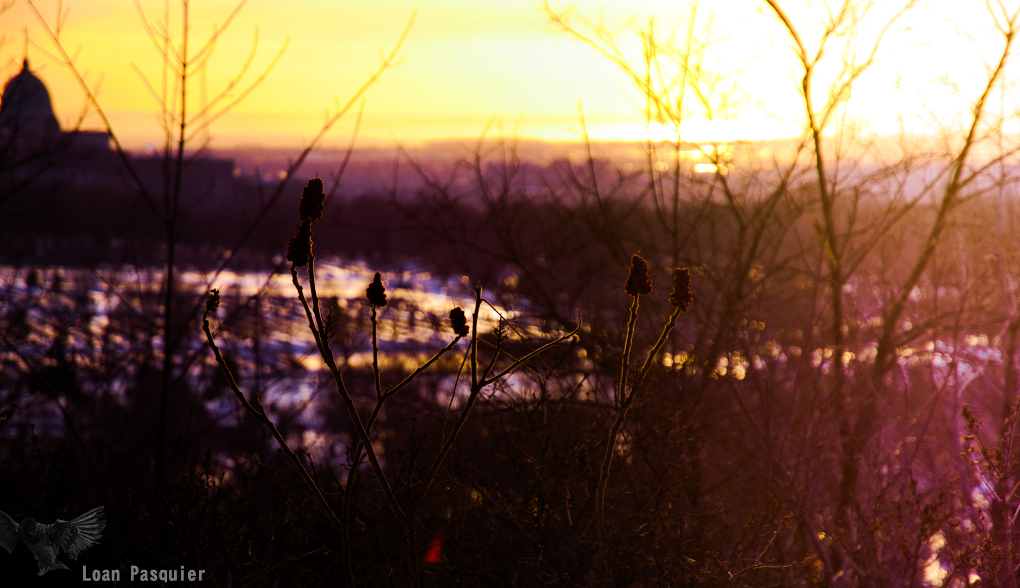 Nikon D7200 sample photo. Hiver florale photography