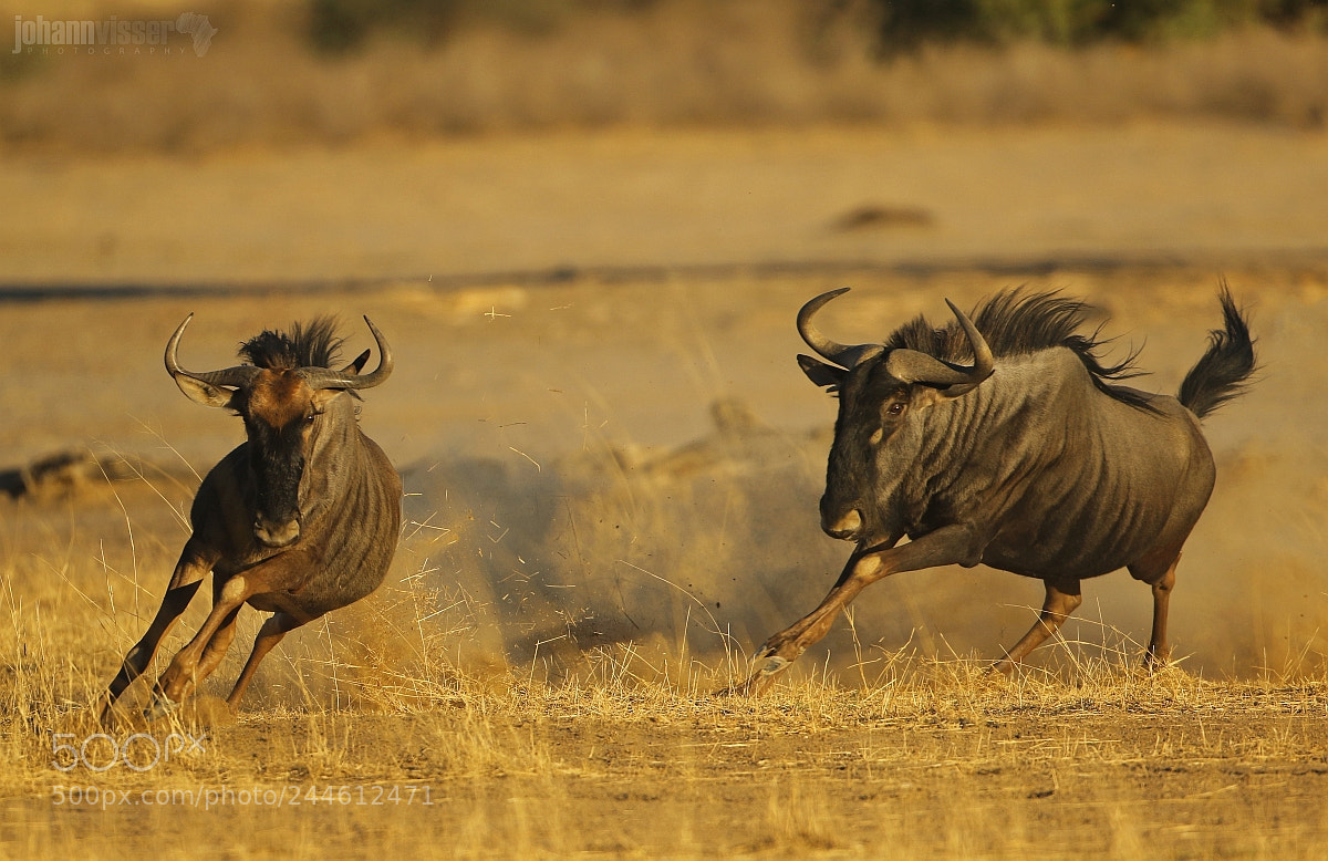 Canon EOS 7D Mark II sample photo. Rounding up the herd photography