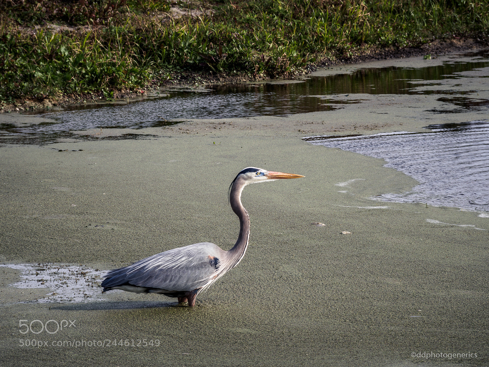 Olympus OM-D E-M10 II sample photo. Heron in wetlands photography