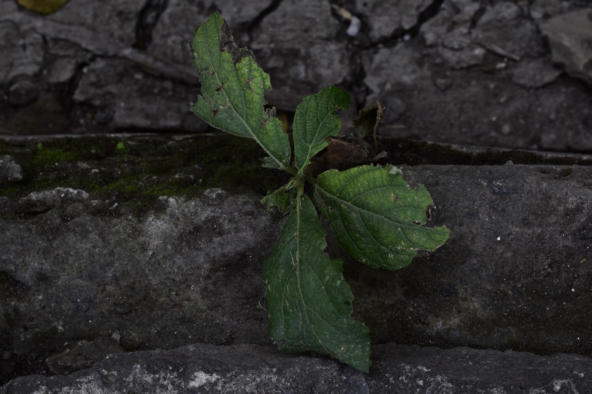 Nikon AF-S Nikkor 50mm F1.8G sample photo. Young one photography