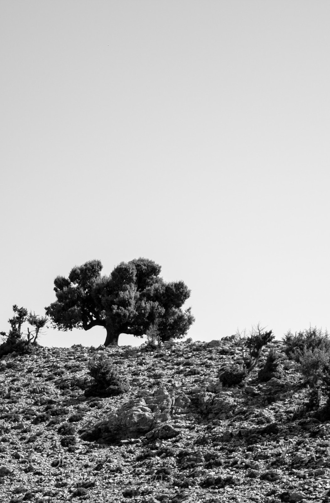 Canon EOS 550D (EOS Rebel T2i / EOS Kiss X4) sample photo. Mother tree photography