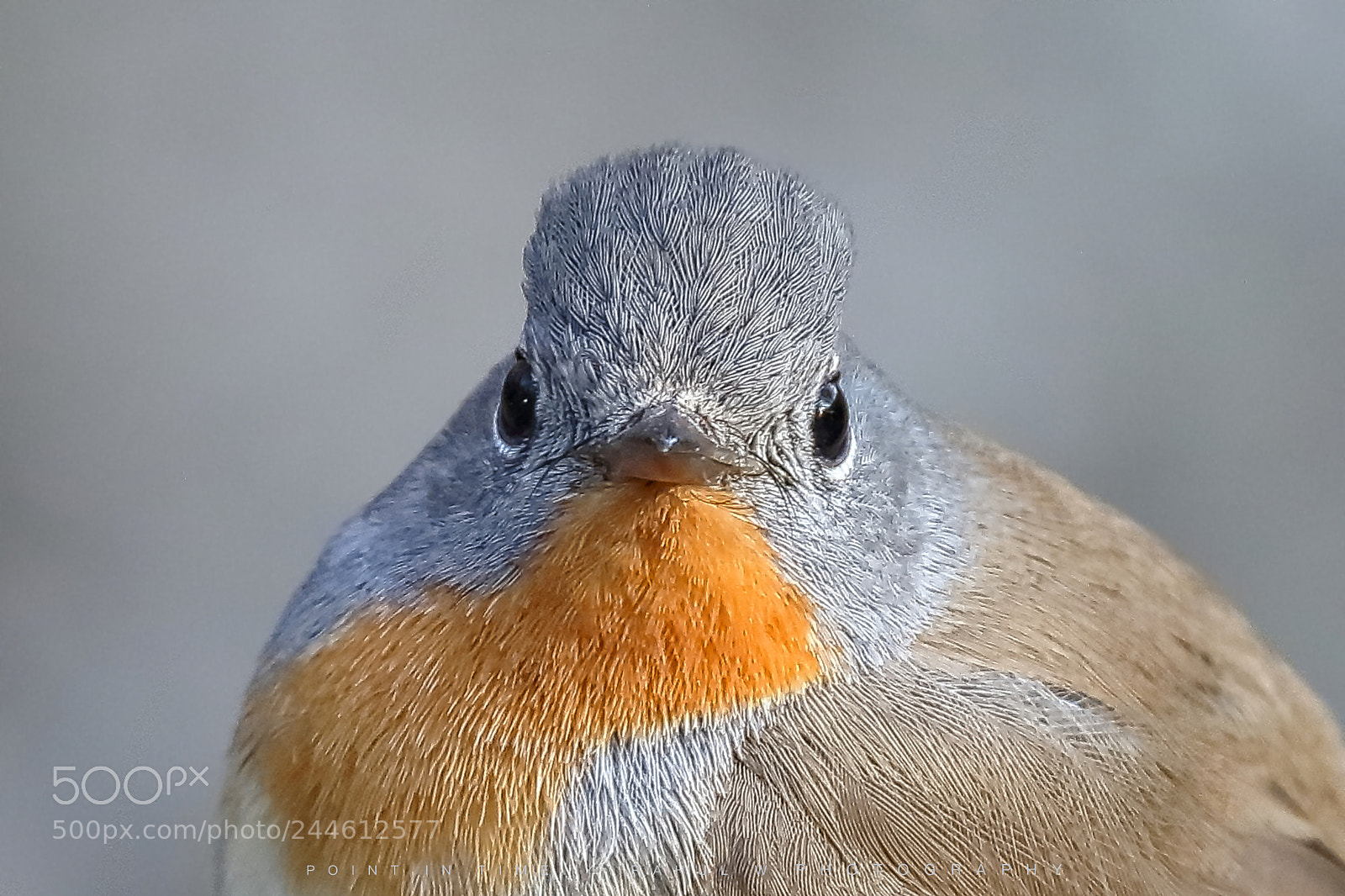 Canon EOS 7D Mark II sample photo. Red breasted flycatcher photography