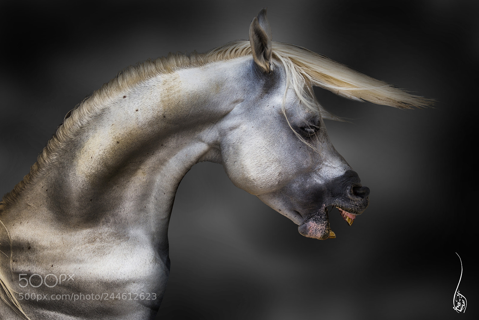 Nikon D610 sample photo. Wild horse photography