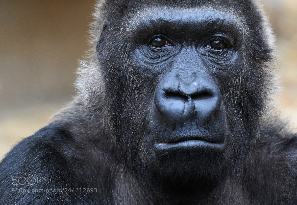 Nikon D850 sample photo. In your eyes photography