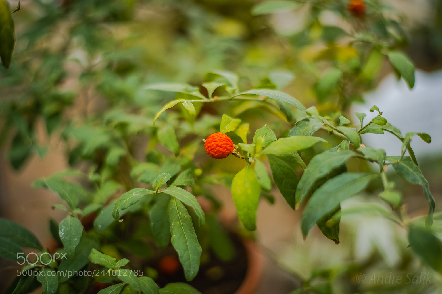 Nikon Df sample photo. В январе в ботаническом photography