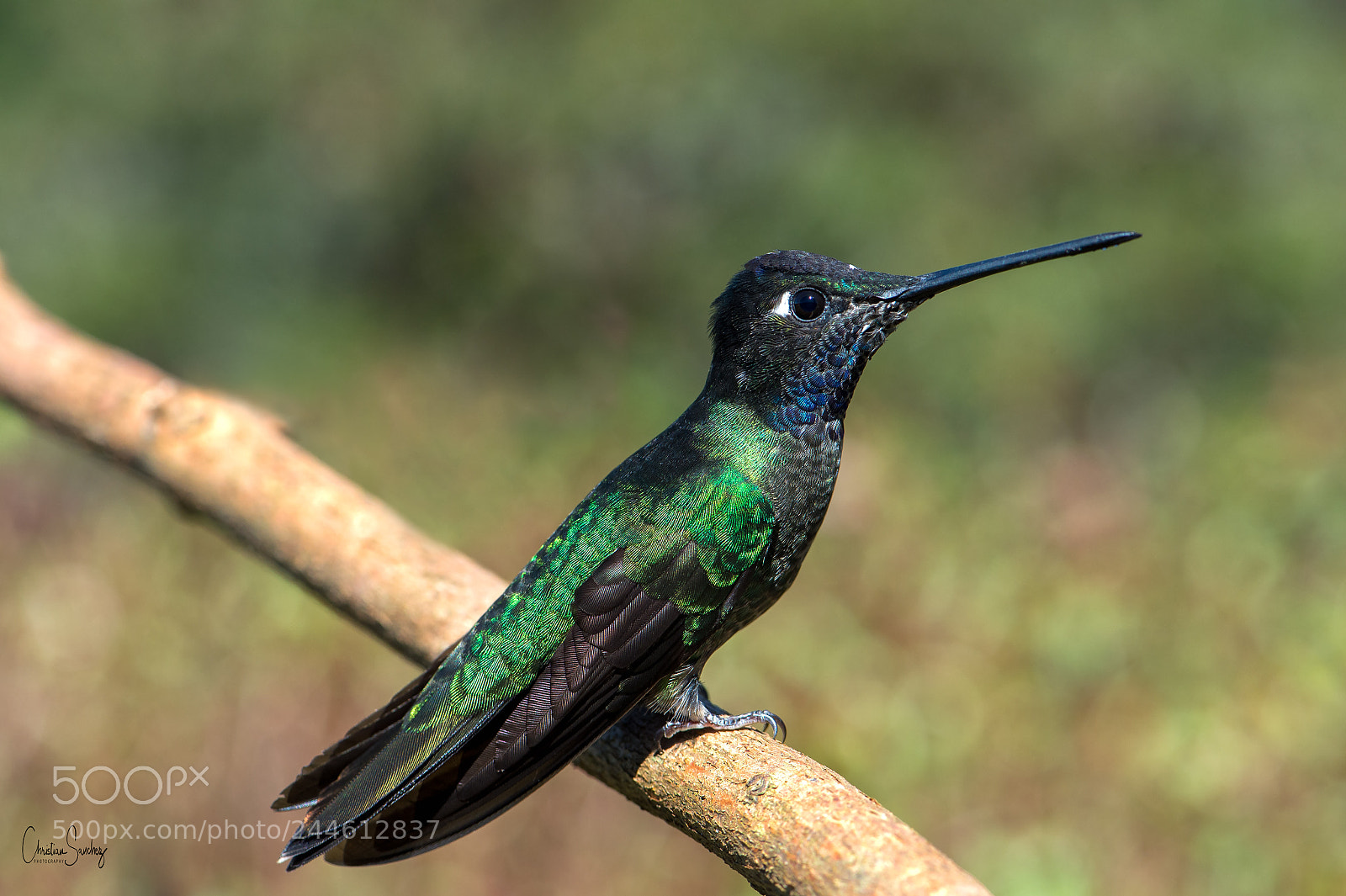 Nikon D4 sample photo. Talamanca hummingbird photography
