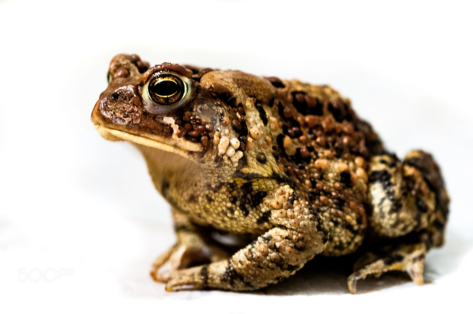 Nikon D300 sample photo. Toad photography