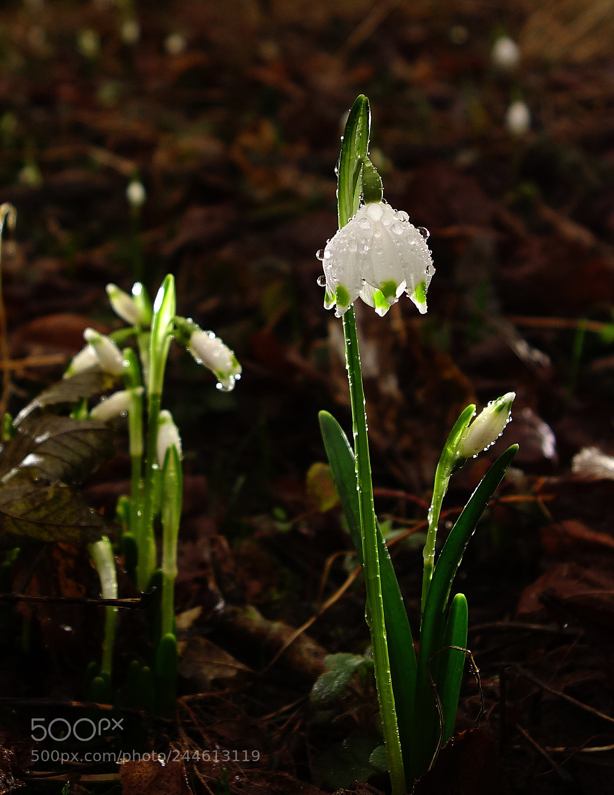 Sony Cyber-shot DSC-RX100 sample photo. After the rain. photography