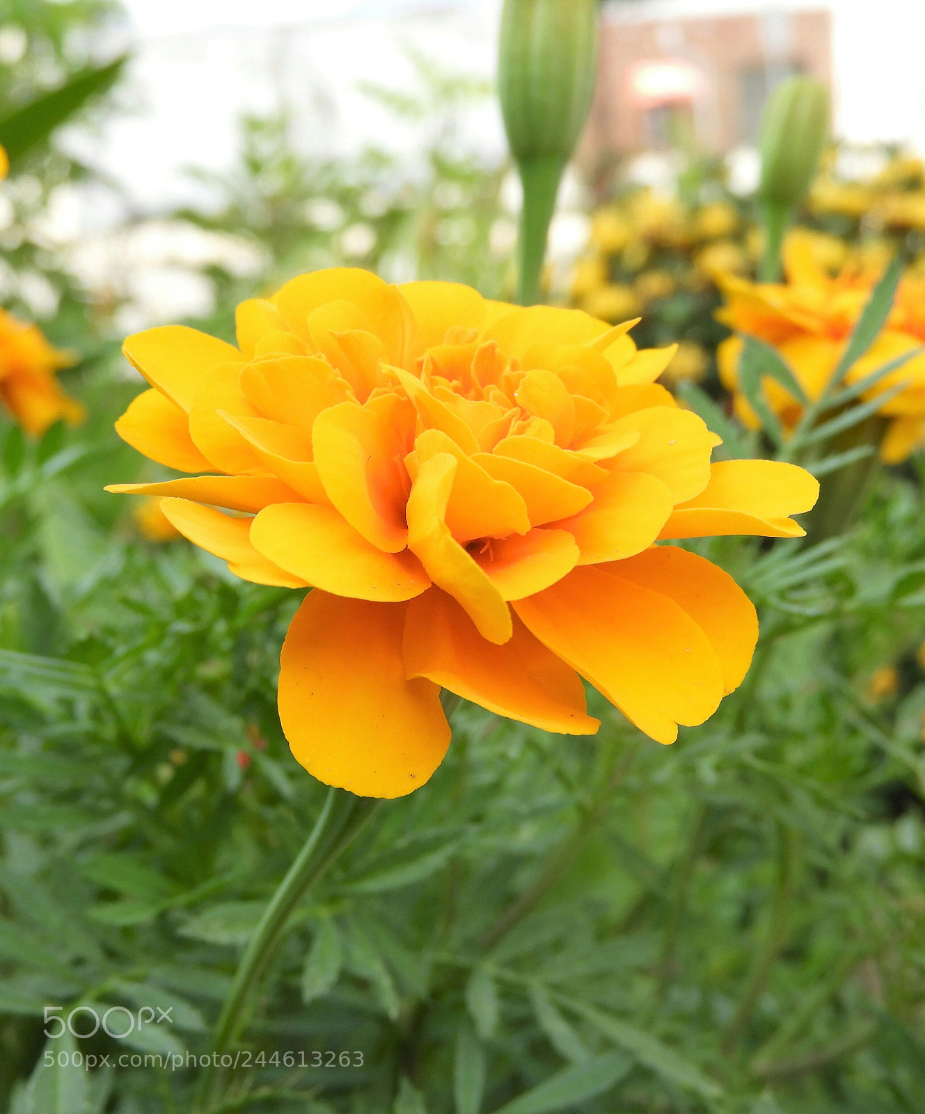 Nikon Coolpix B700 sample photo. Orange flower photography