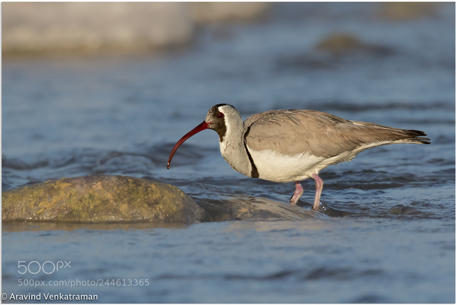 Canon EOS 7D Mark II sample photo. Ibisbill photography