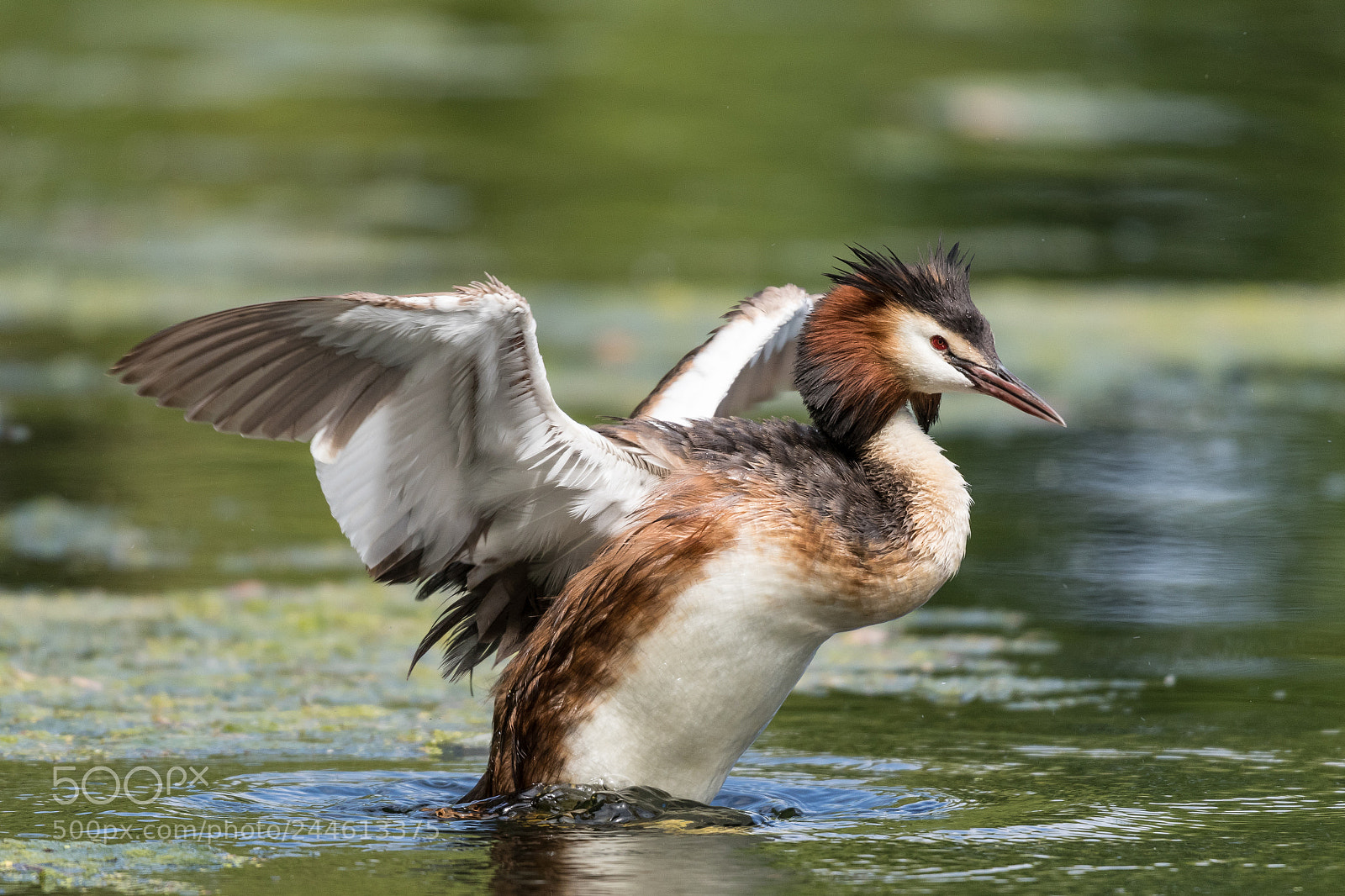 Canon EOS 7D Mark II sample photo. Great crested grebe photography