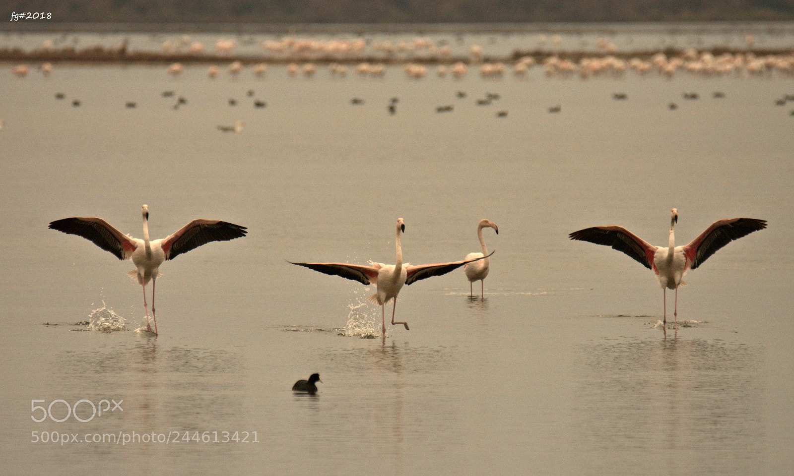 Nikon D7200 sample photo. Walk on water photography