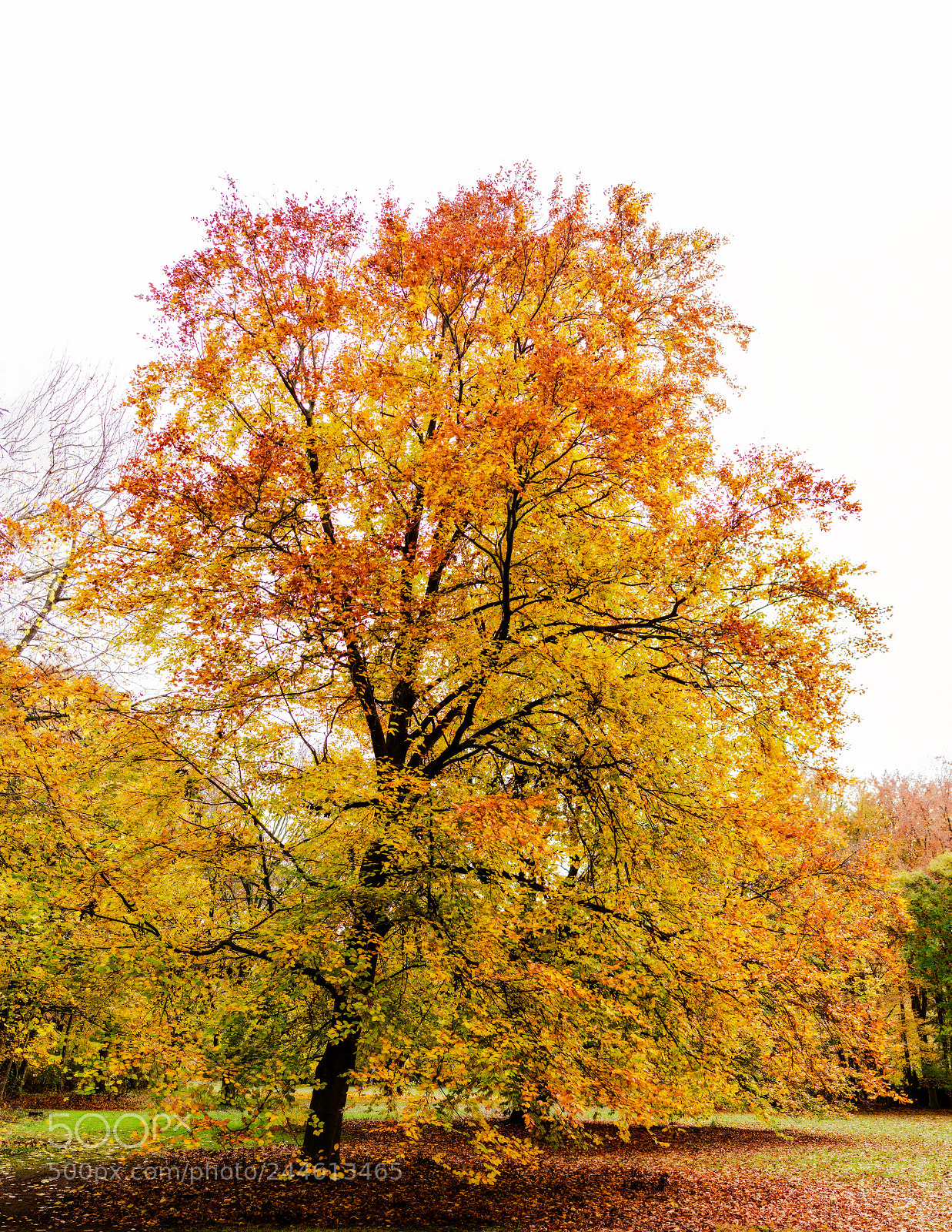 Nikon D5100 sample photo. Golden autumn photography