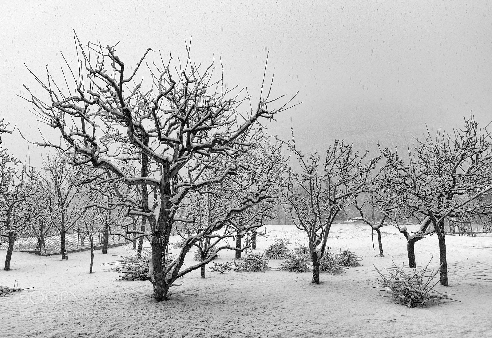 Nikon D7200 sample photo. Snow on tree photography