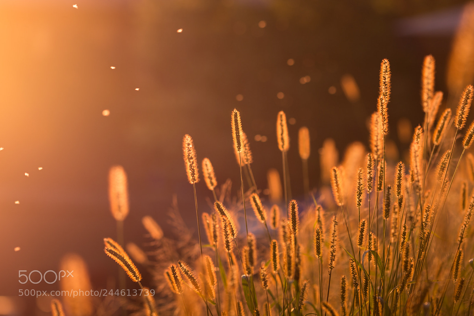 Nikon D7100 sample photo. 36455566925.jpg photography
