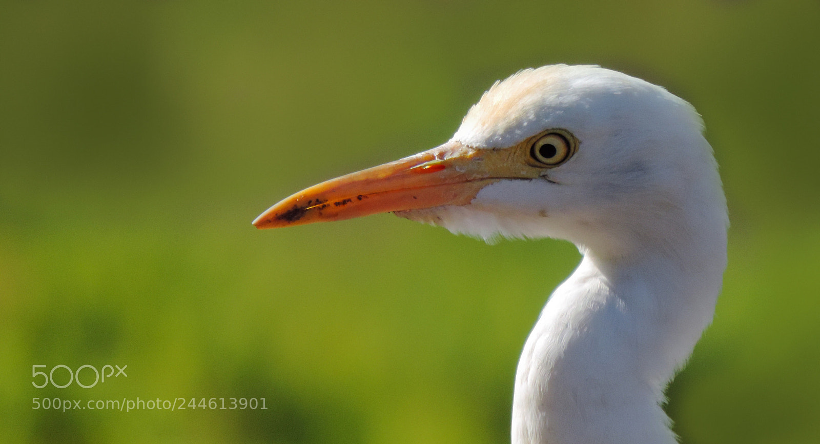 Nikon Coolpix P520 sample photo. Cattle egret photography