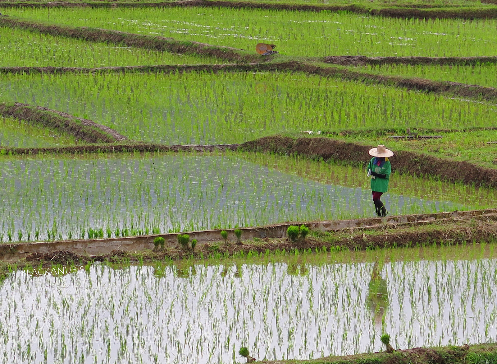 Canon PowerShot G16 sample photo. Field of life photography