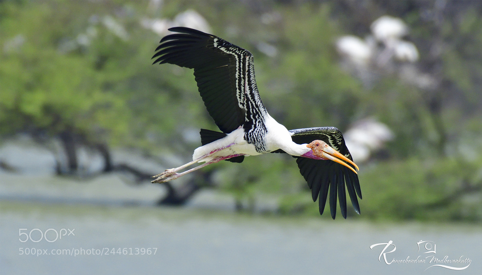 Nikon D500 sample photo. Painted stork - a photography