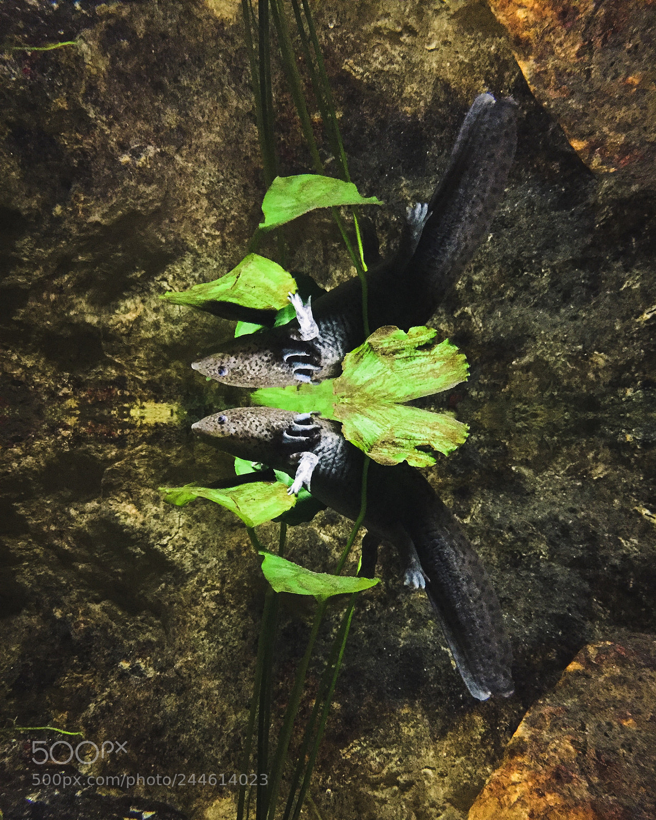 Apple iPhone 6 sample photo. Axolotl reflection photography