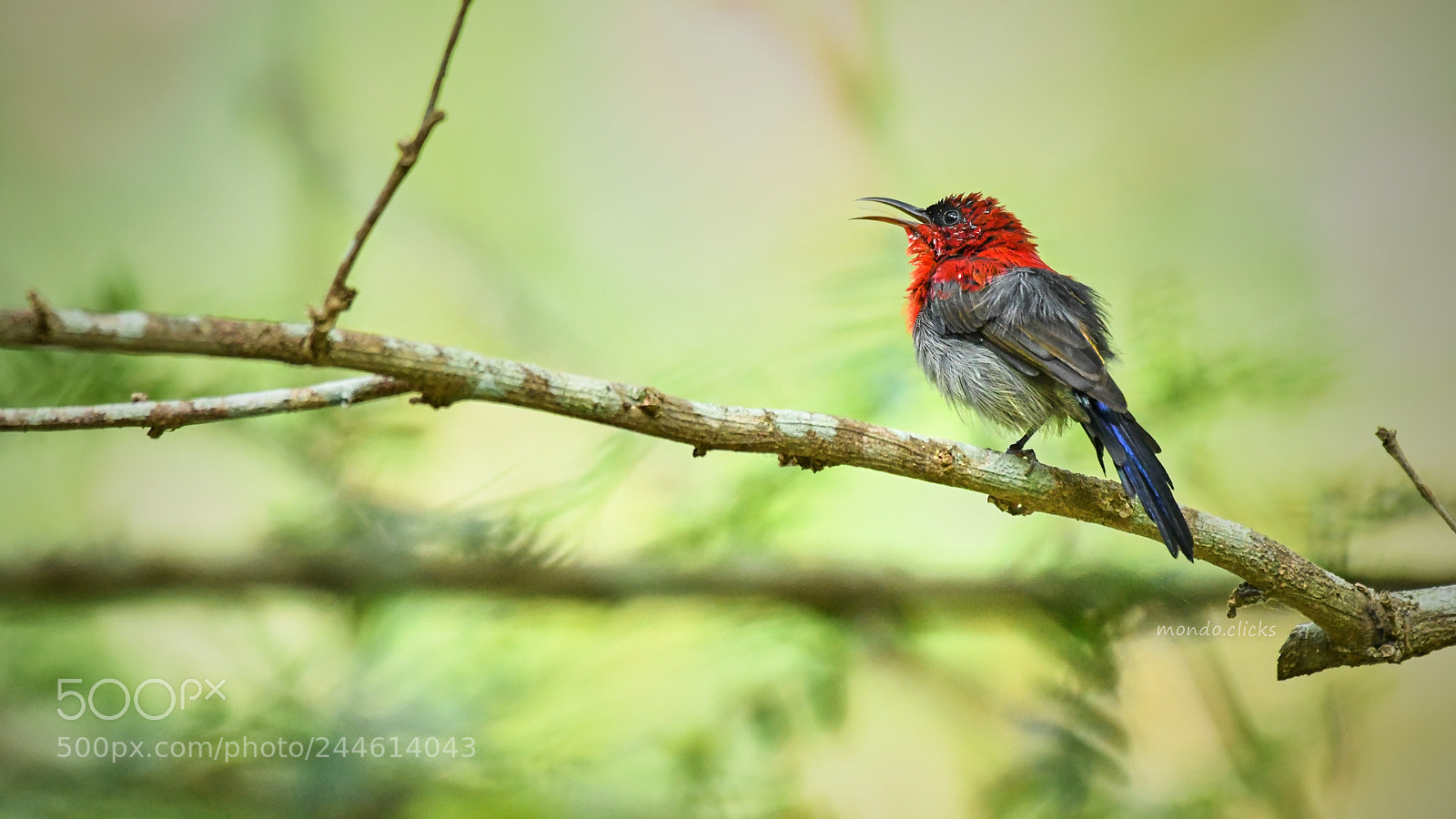 Nikon D500 sample photo. Crimson sunbird photography
