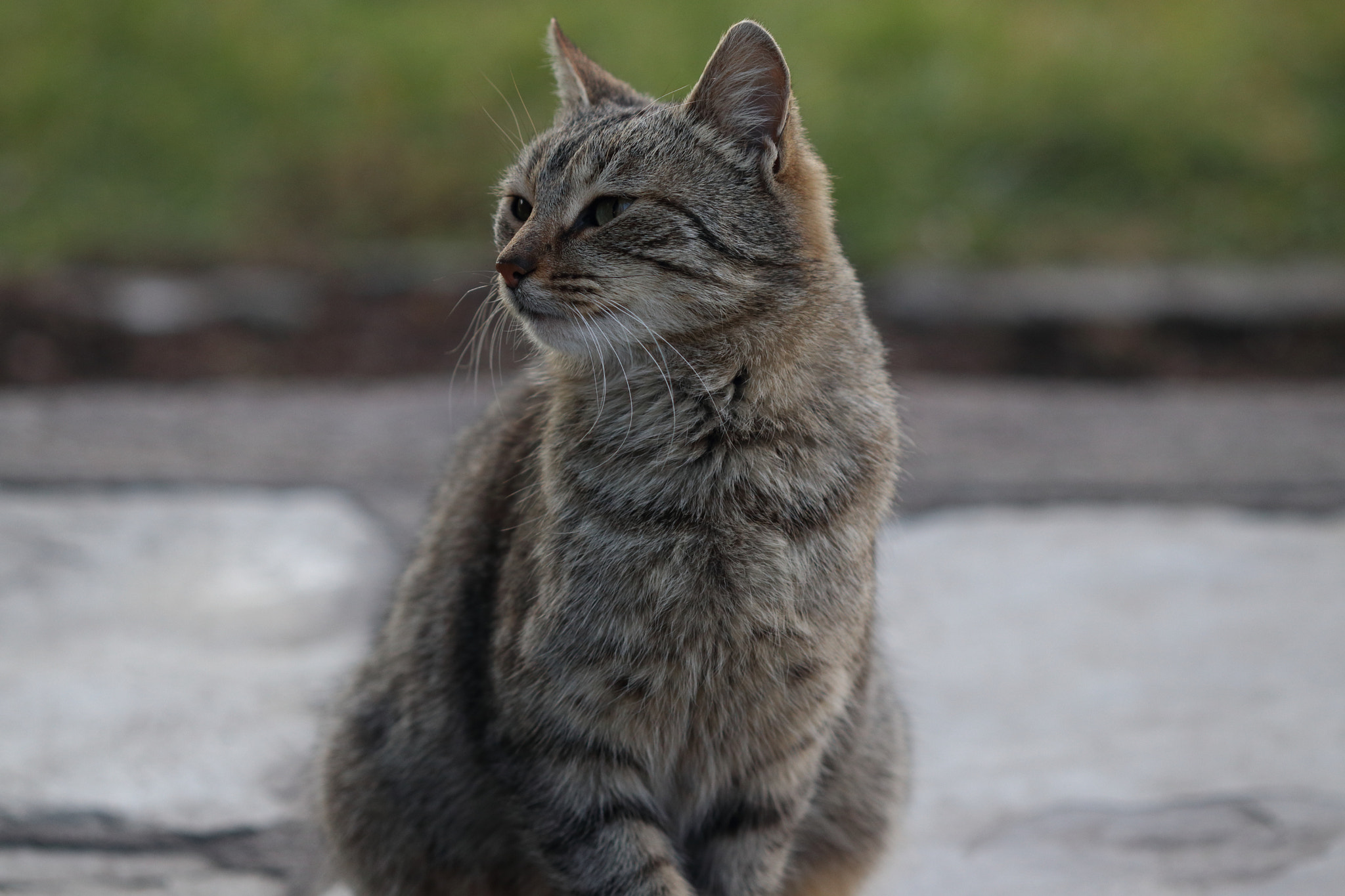 Canon EF 100mm F2.8 Macro USM sample photo. The grey photography