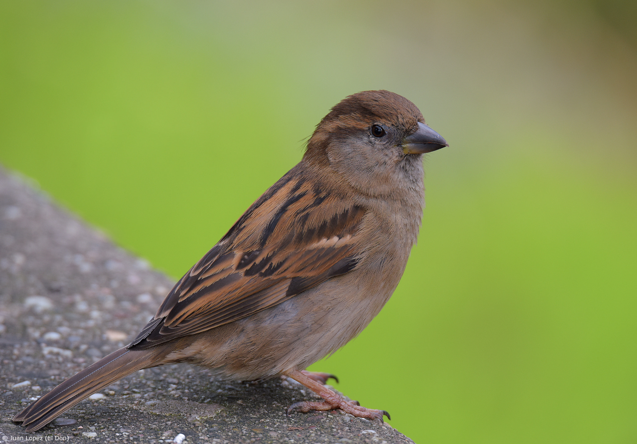 Nikon D810 + Sigma 150-600mm F5-6.3 DG OS HSM | S sample photo. Bird.. take your time and enjoy..!! photography