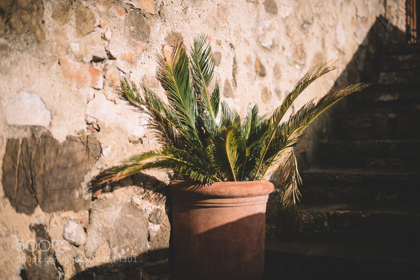 Nikon D5 sample photo. Cycas revoluta // villa pomona photography