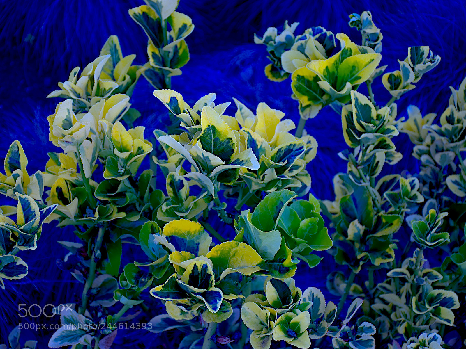 Nikon D7200 sample photo. Dream flowers photography