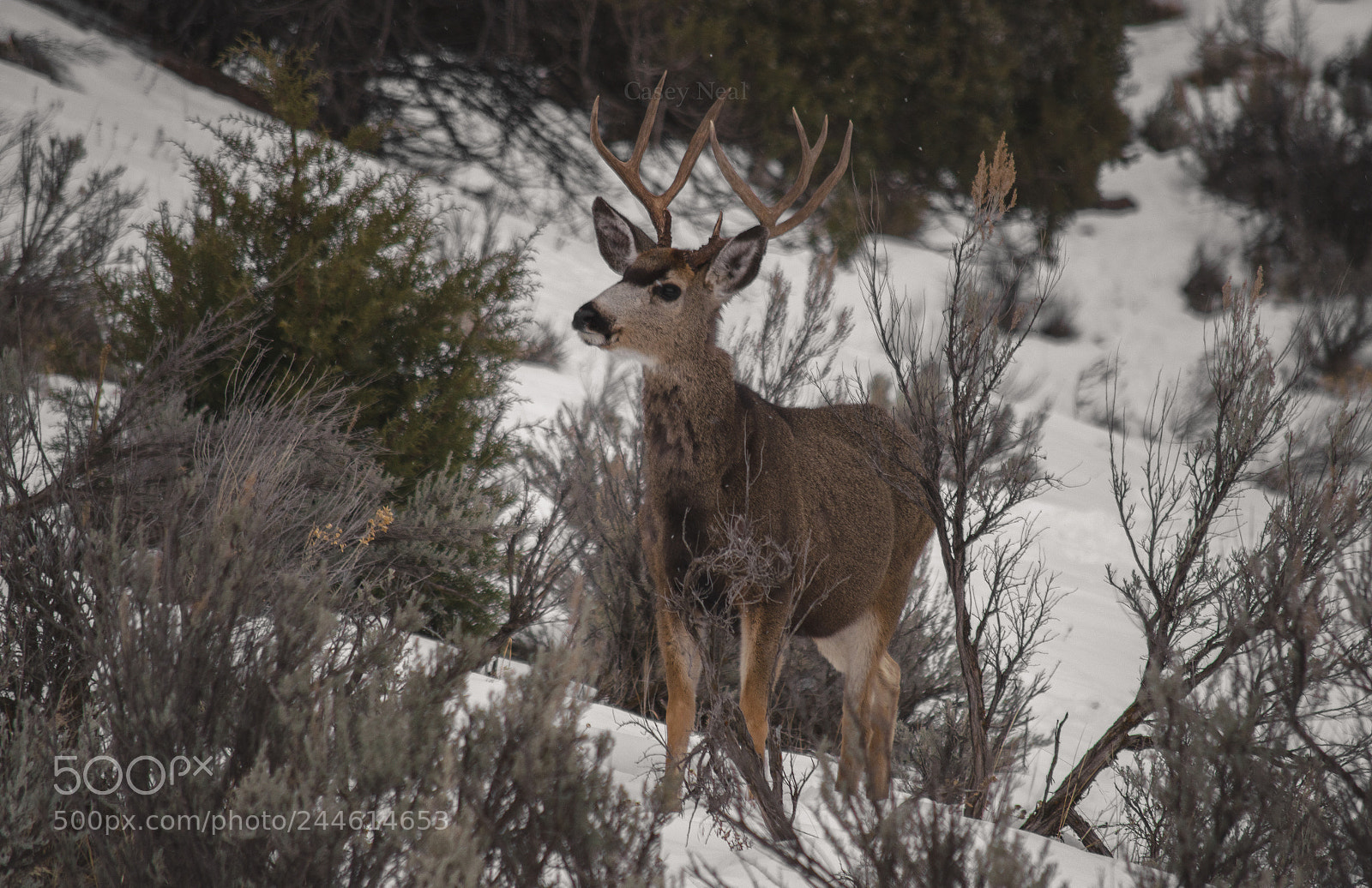 Nikon D5100 sample photo. Winter buck casey neal photography
