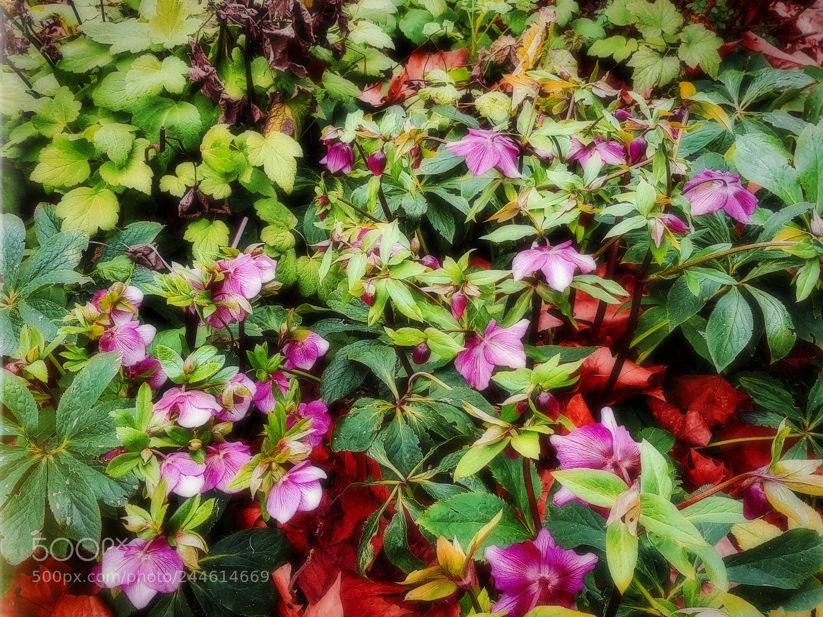 Samsung Galaxy S8+ sample photo. Des roses de no photography