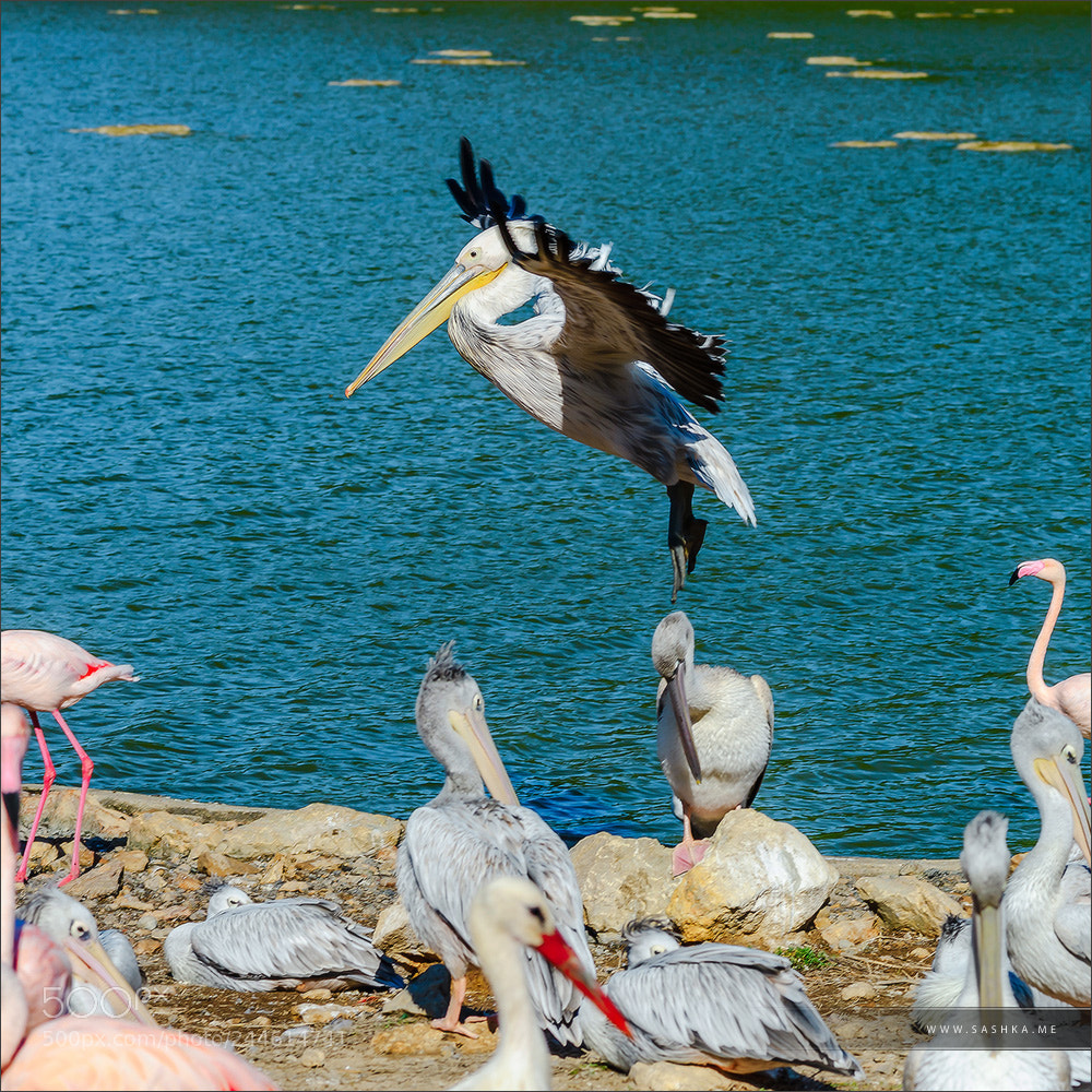 Sony Alpha a99 sample photo. Beautiful pelican grounding to photography