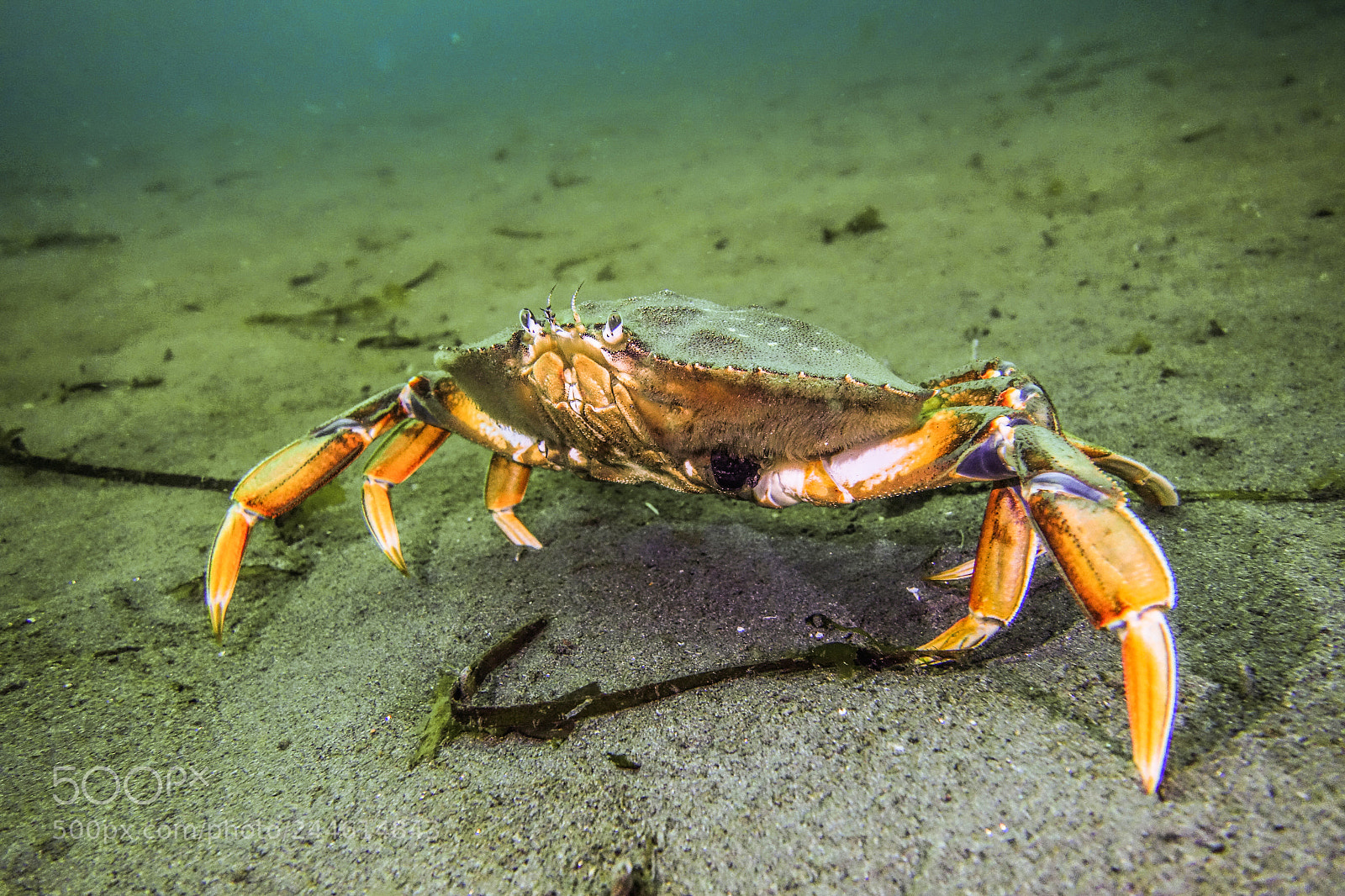 Sony Cyber-shot DSC-RX100 sample photo. Dungeness crab in mukilteo photography