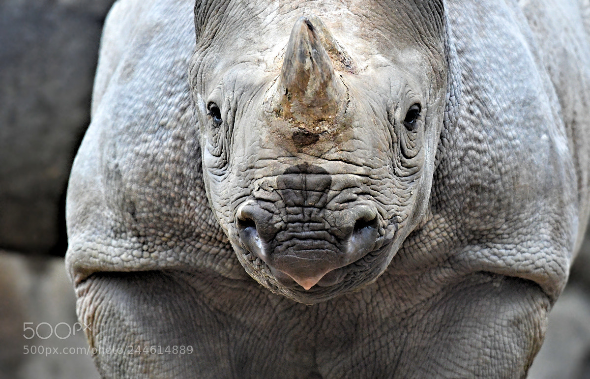 Nikon D850 sample photo. Rhino photography