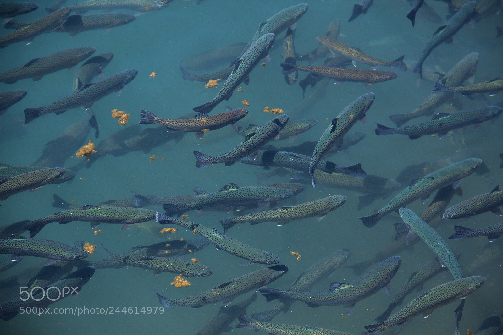 Canon EOS 600D (Rebel EOS T3i / EOS Kiss X5) sample photo. Don't drink water, fish photography