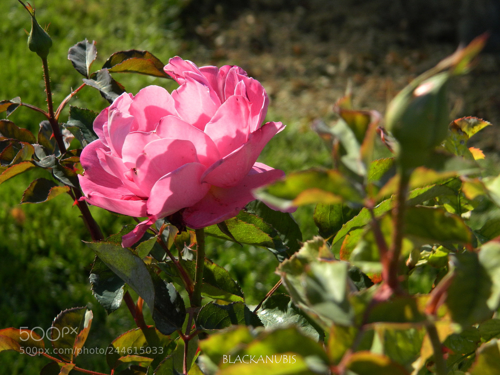 Nikon Coolpix L120 sample photo. Morning rose photography