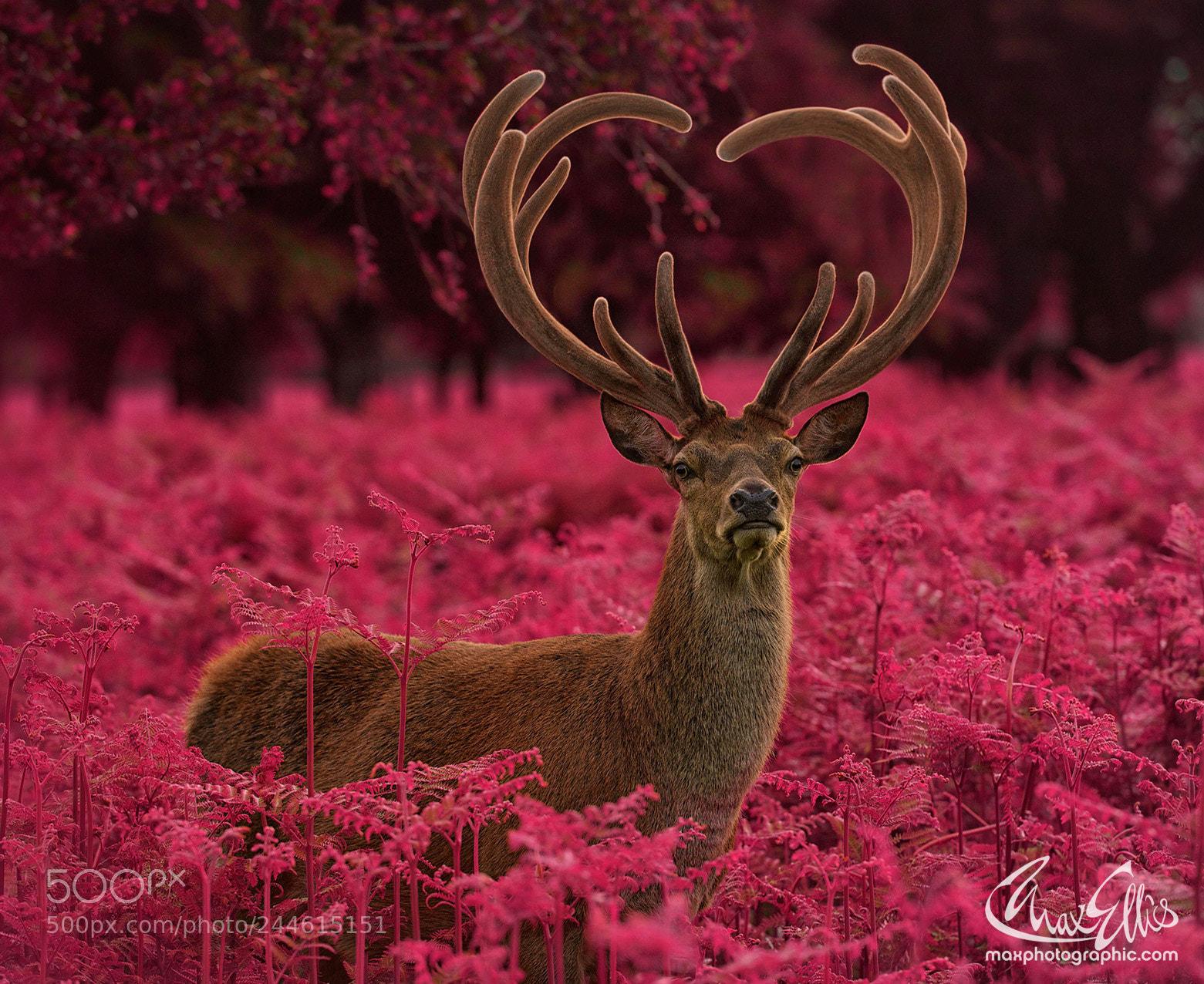 Nikon D4 sample photo. Stag withheart shaped antlers photography