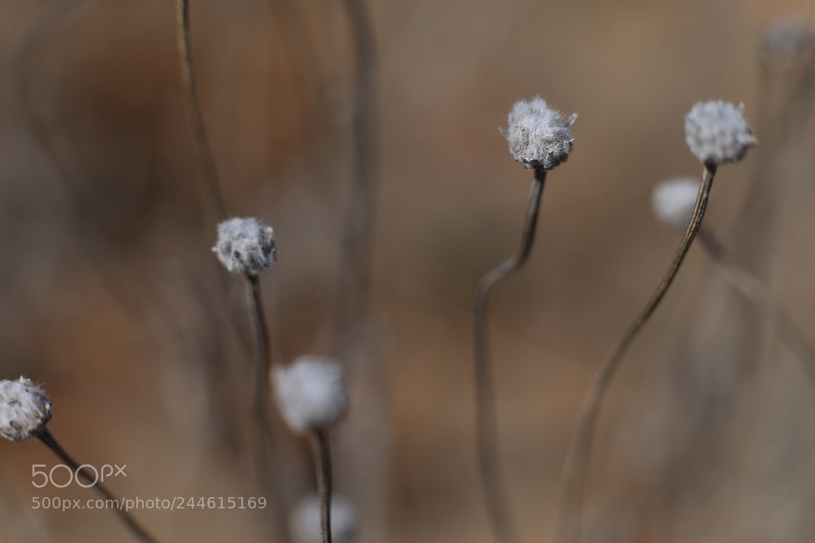 Canon EOS 6D + Canon EF 50mm F1.8 II sample photo. Flor de la muerte photography