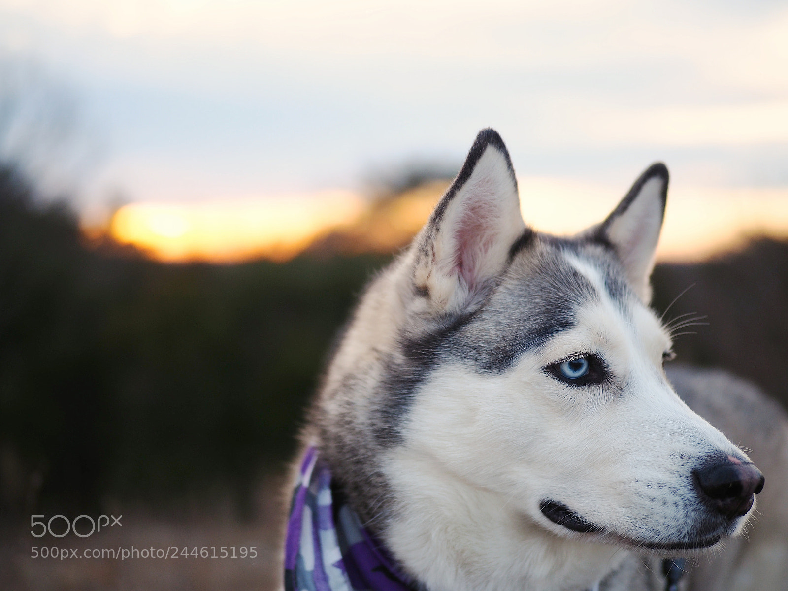 Olympus OM-D E-M5 II sample photo. Arya at attention photography