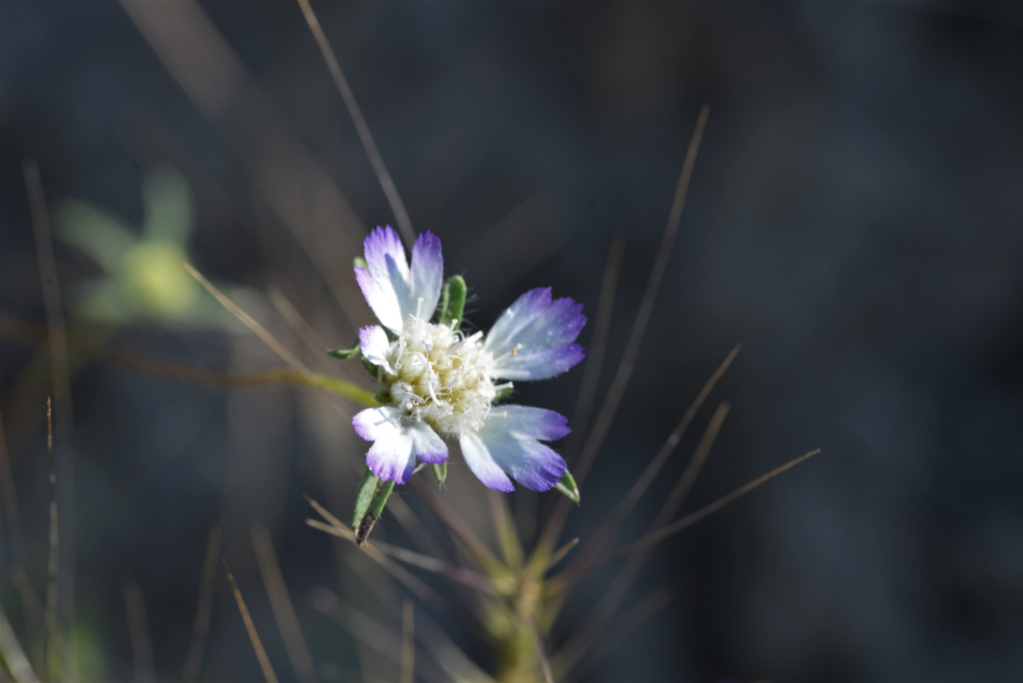 Sigma 105mm F2.8 EX DG OS HSM sample photo