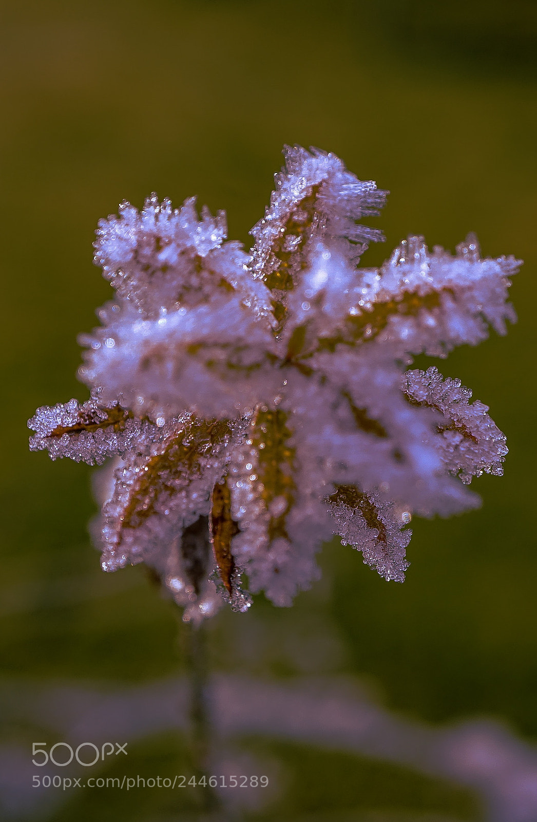 Sony a7 II sample photo. "viking flower" photography