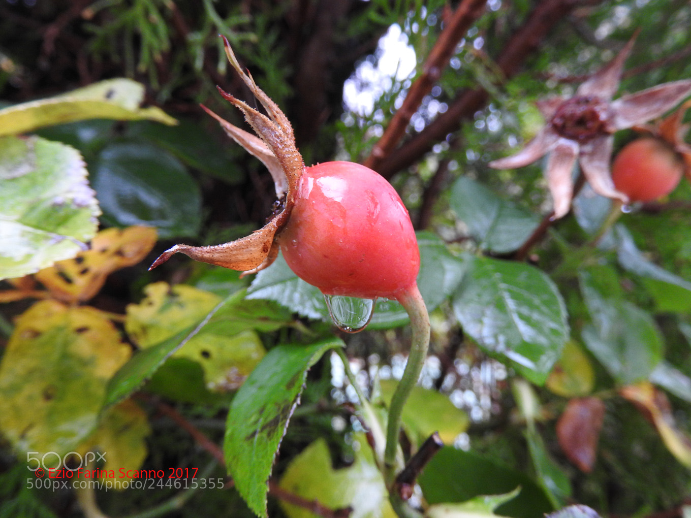 Nikon Coolpix P610 sample photo. Autunno photography