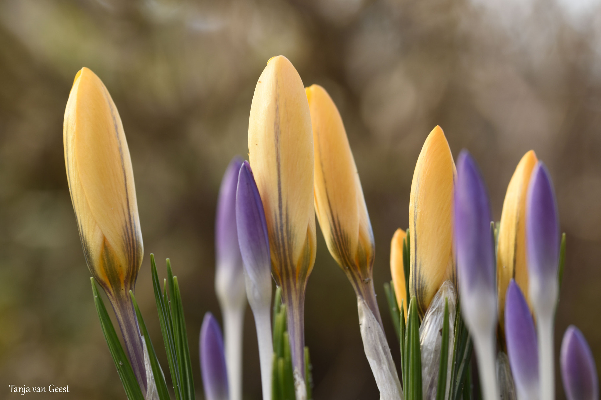 Sigma 105mm F2.8 EX DG OS HSM sample photo. Crocus photography