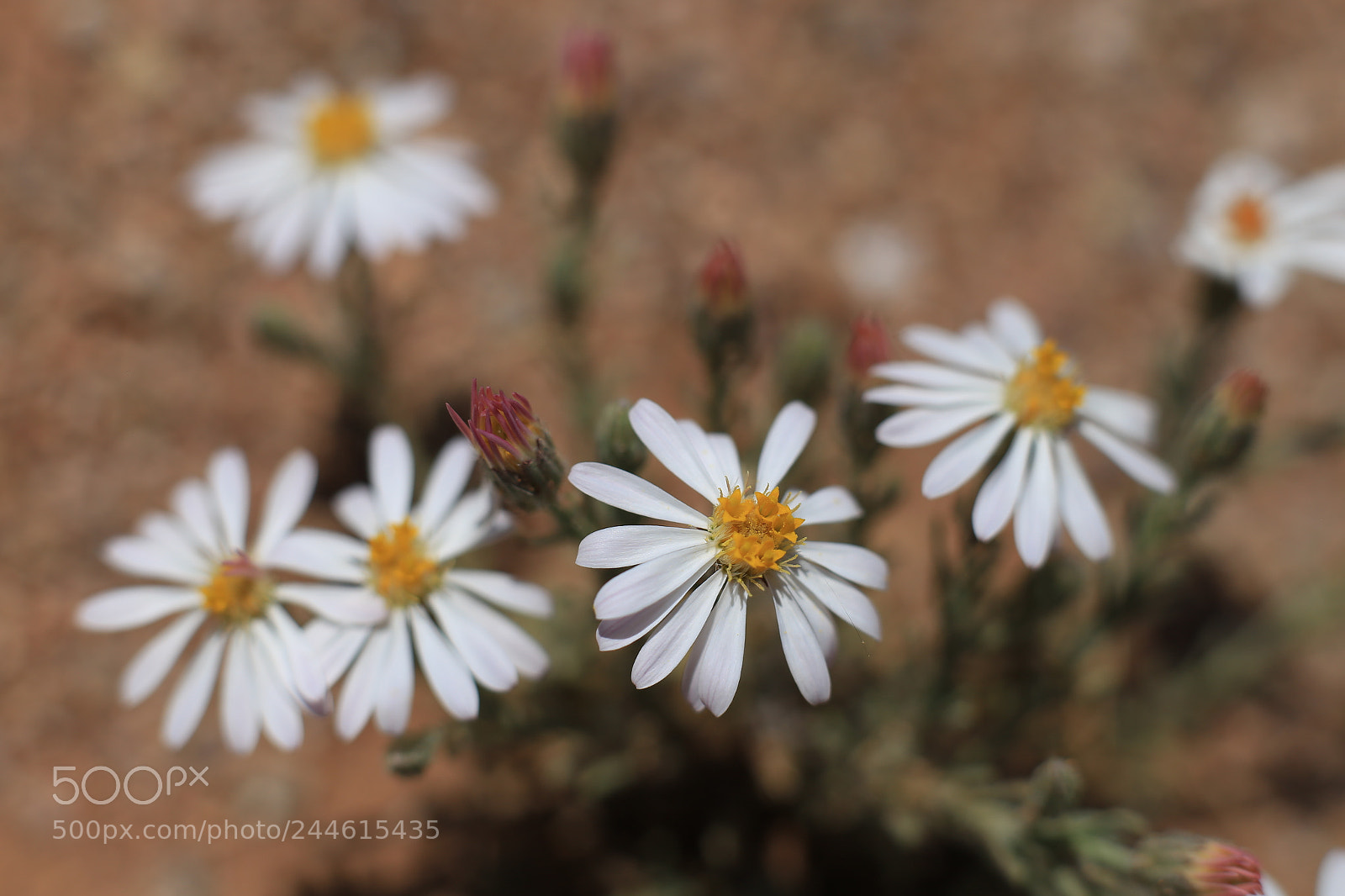 Canon EOS 6D + Canon EF 50mm F1.8 II sample photo. Flowers photography