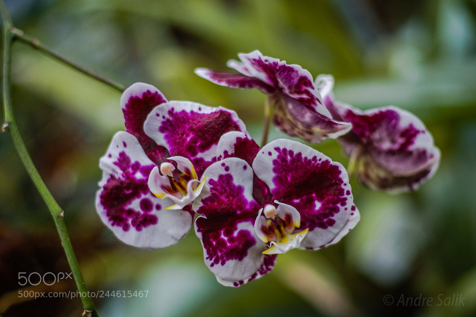 Nikon Df sample photo. орхидеи photography