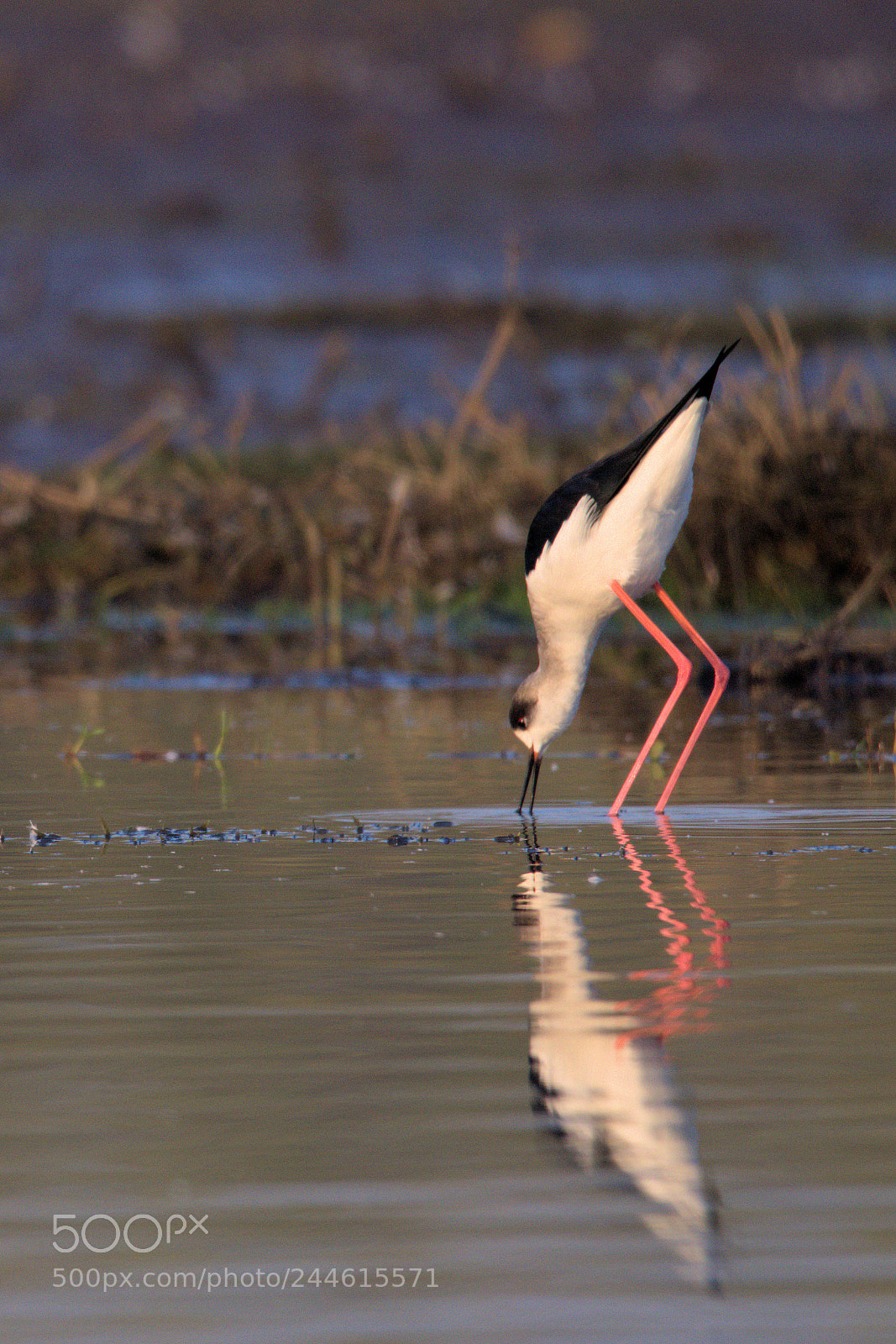 Nikon D5500 sample photo. Black winged stilt reflection photography