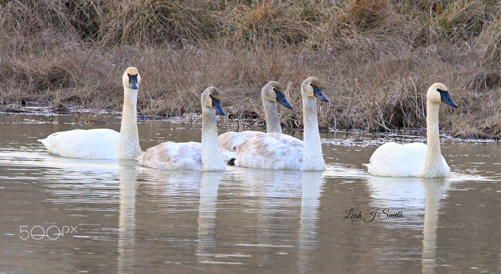 Nikon D500 sample photo. Family of five photography