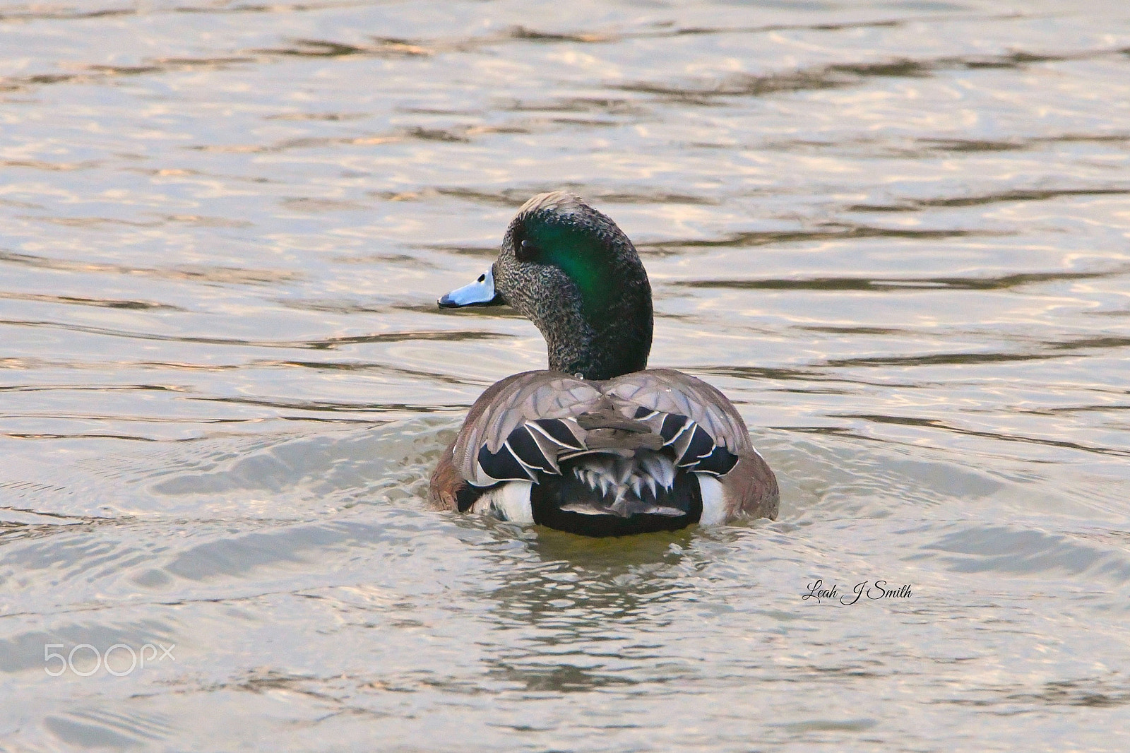 Nikon D500 sample photo. American wigeon photography