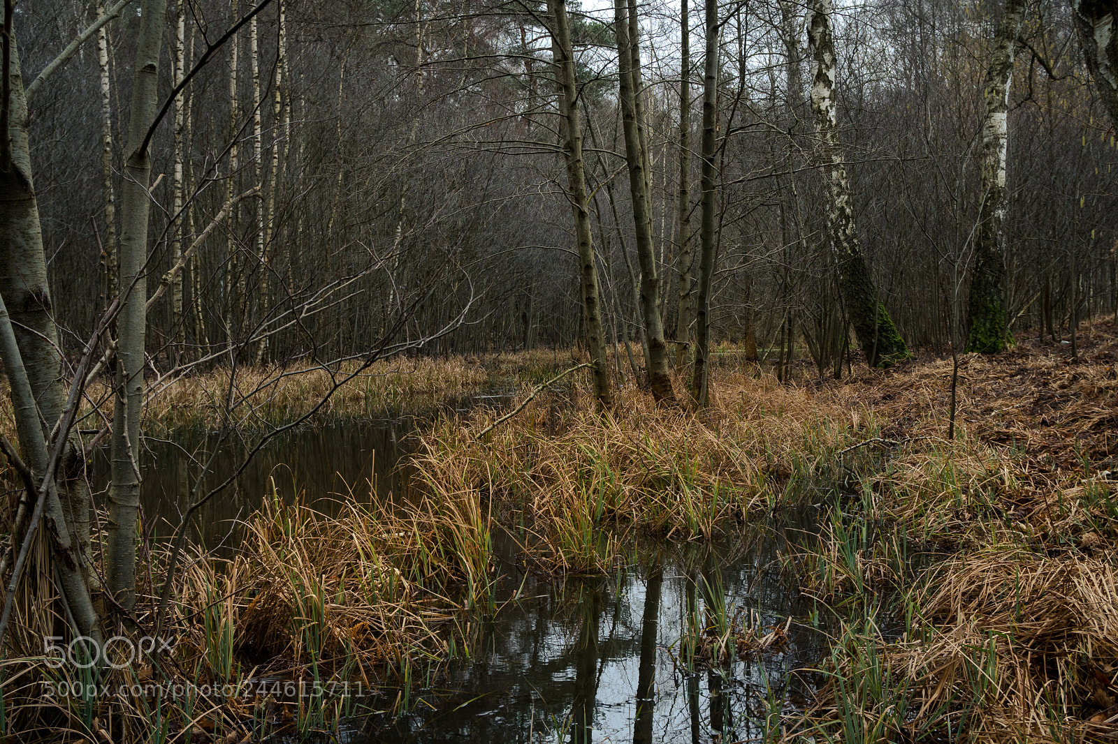 Sony a6500 sample photo. Krumme lake photography