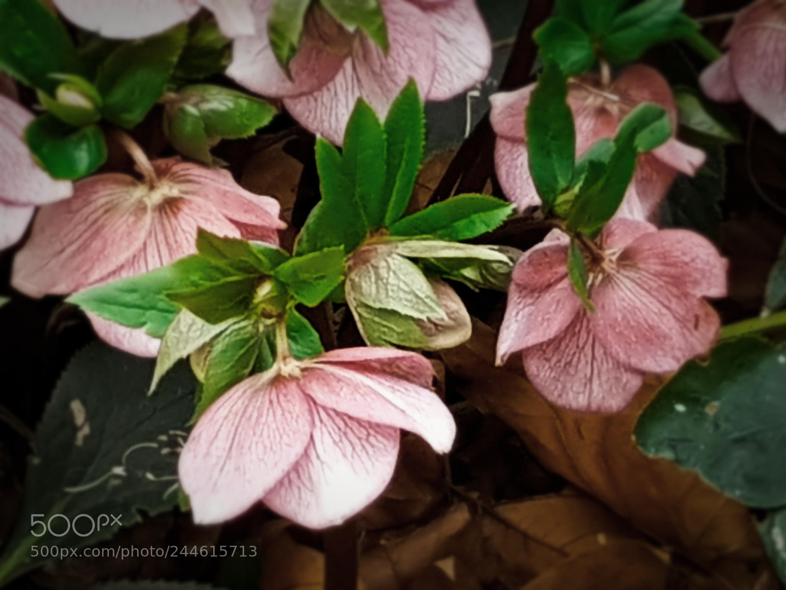 Samsung Galaxy S8+ sample photo. Sweet roses photography